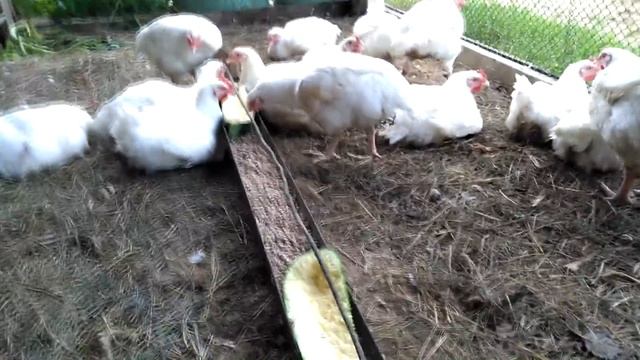 Бройлеры. 2 месяца. смотреть онлайн