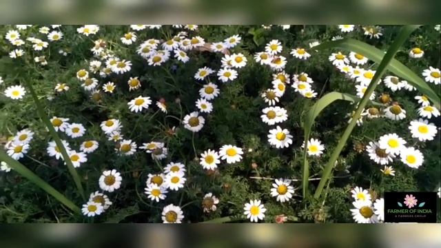 अकरकरा की खेती कैसे करें || Akarkara Ki Kheti || Anacyclus Pyrethrum || akarkara farming смотреть онлайн