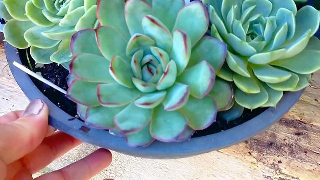 TOP 15 ECHEVERIAS LINDAS COM IDENTIFICAÇÃO смотреть онлайн