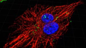 Фагоцитоз бактерий