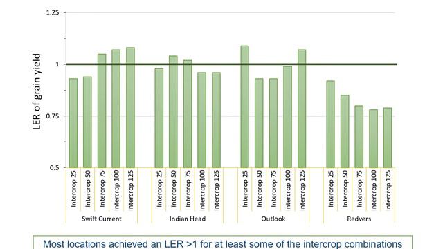 Oat Pea Intercrop Demonstration 2019 смотреть онлайн