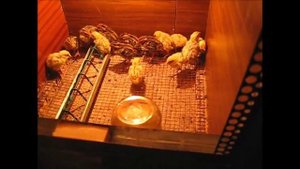 переезд перепелов в брудер. moving quail brooder