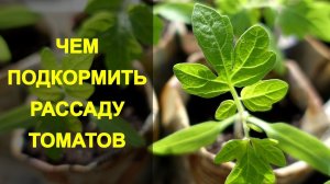 ЧЕМ И КАК ПОДКОРМИТЬ РАССАДУ ПОМИДОР ДЛЯ РОСТА И КОРНЕЙ, ЧТОБЫ БЫЛИ ТОЛСТЕНЬКИЕ