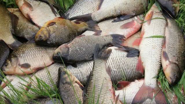 электронная приманка для рыбы купить смотреть онлайн