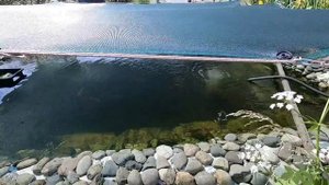 Обзор прудов. Температура в пруду растёт, форель пока кормиться.