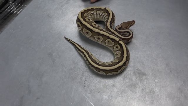 "Featured Morph" Mahogany Ball Python Gene !!