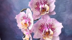 Phal. Sogo Diamond ‘HLW’ | Первое цветение шикарной орхидеи бабочки | Обзор сорта Сого Даймонд