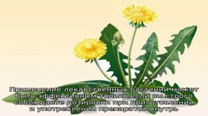 Травы для очищения печени