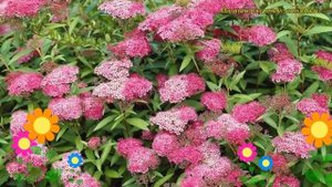 Спирея японская Антони Ватерер. Краткий обзор, описание spiraea japonica Anthony Waterer