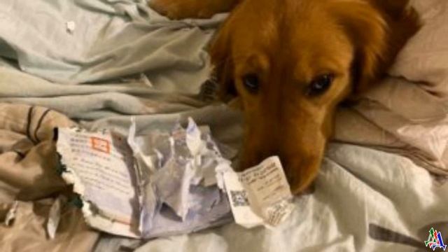 ПЁС сожрал паспорт девушки и этим спас ее жизнь – ведь она собиралась на отдых в Китай смотреть онлайн