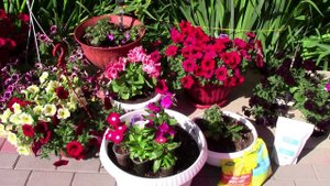 Катарантус - модный цветок. (Барвинок).mp4