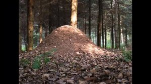 Где живут дикие животные.