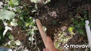 3 полольника петелька, сравнение садового инструмента,  какой выбрать, опыт и советы Евгении