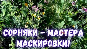 Это сорняк или культура? Сорняк - мастер маскировки