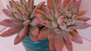 Tudo sobre a Suculenta PACHYPHYTUM HOOKERI / A prima da Suculenta Diamante! 🥰🪴