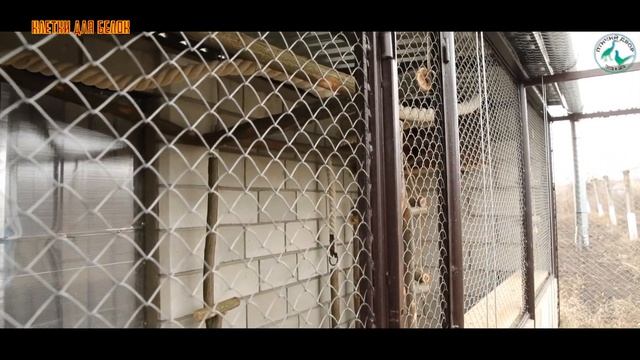 Клетки для белок смотреть онлайн