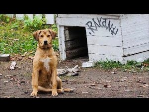 Собака даже в дождь никак не хотела залезать в свою будку. Оказалось, у питомца была веская причина