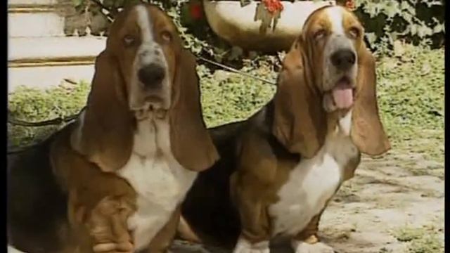 Бассет - хаунд.avi смотреть онлайн