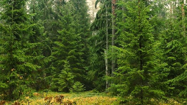 Сказочный Лес | Красивая Природа |  Пение птиц без музыки | Живой звук