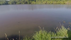 Bowfishing carp (hunting for fish wt bow) in America. Рыбалка (охота) с луком на карпа в Америке.