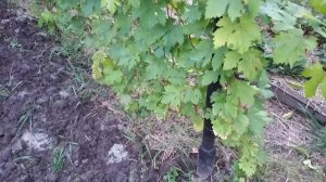 Обзор винограда в Брянске средняя полоса России.