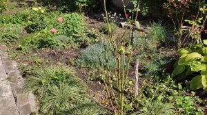 Осень настала нужно выкапывать каллы.