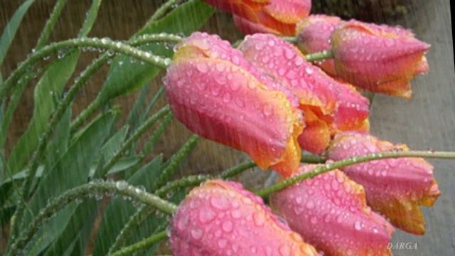 Sergey Grischuk - Melody of rain (Deszczowa melodia) смотреть онлайн