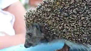 Ежик бегает по столу