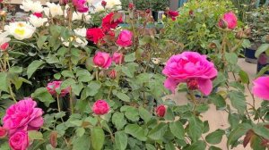 Rosa David Austin® James L  Austin' //?Classic, Old-fashioned Style, FRAGRANT English Rose