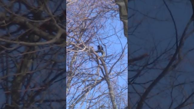 Это кто: грач или ворона? Понять не могу.