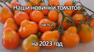Наши новинки редких сортов томатов на 2023 год. Часть 2