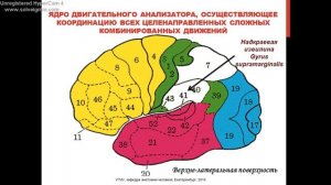 Локализация функций в коре головного мозга