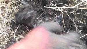 БП_026. Итоги кормления червя яблоками.