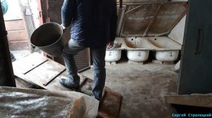 Погрузка свиней! Как загрузить свинью на прицеп!