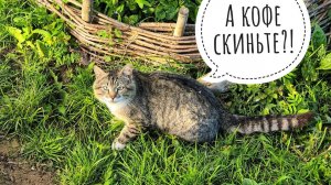 Кошка Морошка готовит завтрак и угощает кота Пуаро свежей мышкой