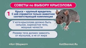 Кошки-крысоловы: что о них нужно знать?