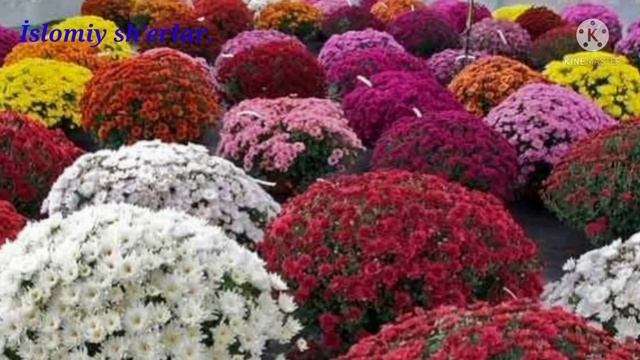 Chiroyli o'git islomiy sh'erlar kanaliga obuna bo'ling. смотреть онлайн