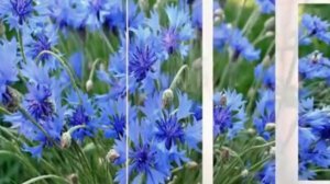 ОЧЕНЬ КРАСИВАЯ УКРАИНСКАЯ ПЕСНЯ-ГАЛИНА ГАРМОНИСТ(САМОУЧКА)