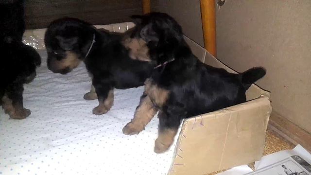 Щенки вельштерьера играют смотреть онлайн