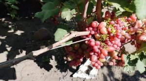 Название виноград много значит Княжна