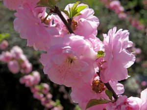 Цветущие спирея, сакура, магнолия, форзиция, сирень, ирга в Симферопольском ботаническом саду.