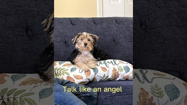 Loon like an angel, But dog edition