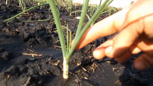 Выращивание репчатого лука через рассаду. часть 1