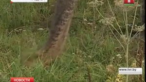 Слоны в городе