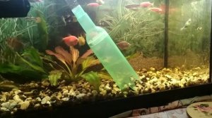 Чистка грунта аквариума