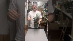 Homalomena Purple Sword Care Guide Apoballis acuminatissima 'Lavallaei'