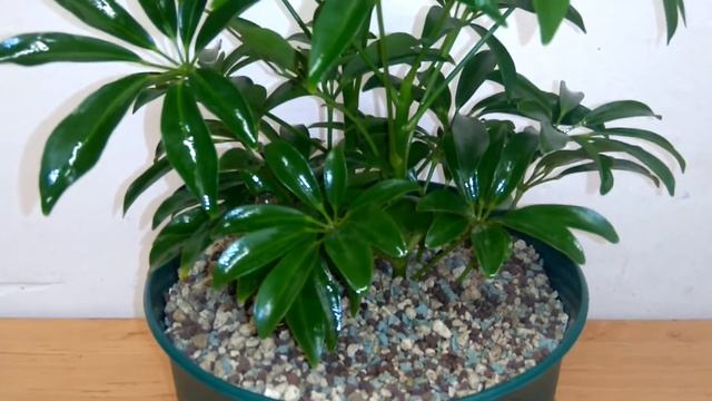 Schefflera Arboricola As A Hydroculture