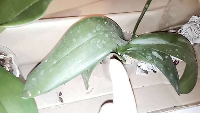 #орхидеи. Распаковка посылки от Марии Бабиной.?Каменная роза и Дикий кот. смотреть онлайн