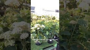 Гортензия древовидная Кандибелле Маршмеллоу (Hydrangea Candybelle Marshmellow)