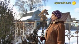 Посконник в зимнем саду